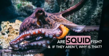 Are Squid Fish And if They Aren't, Why is That