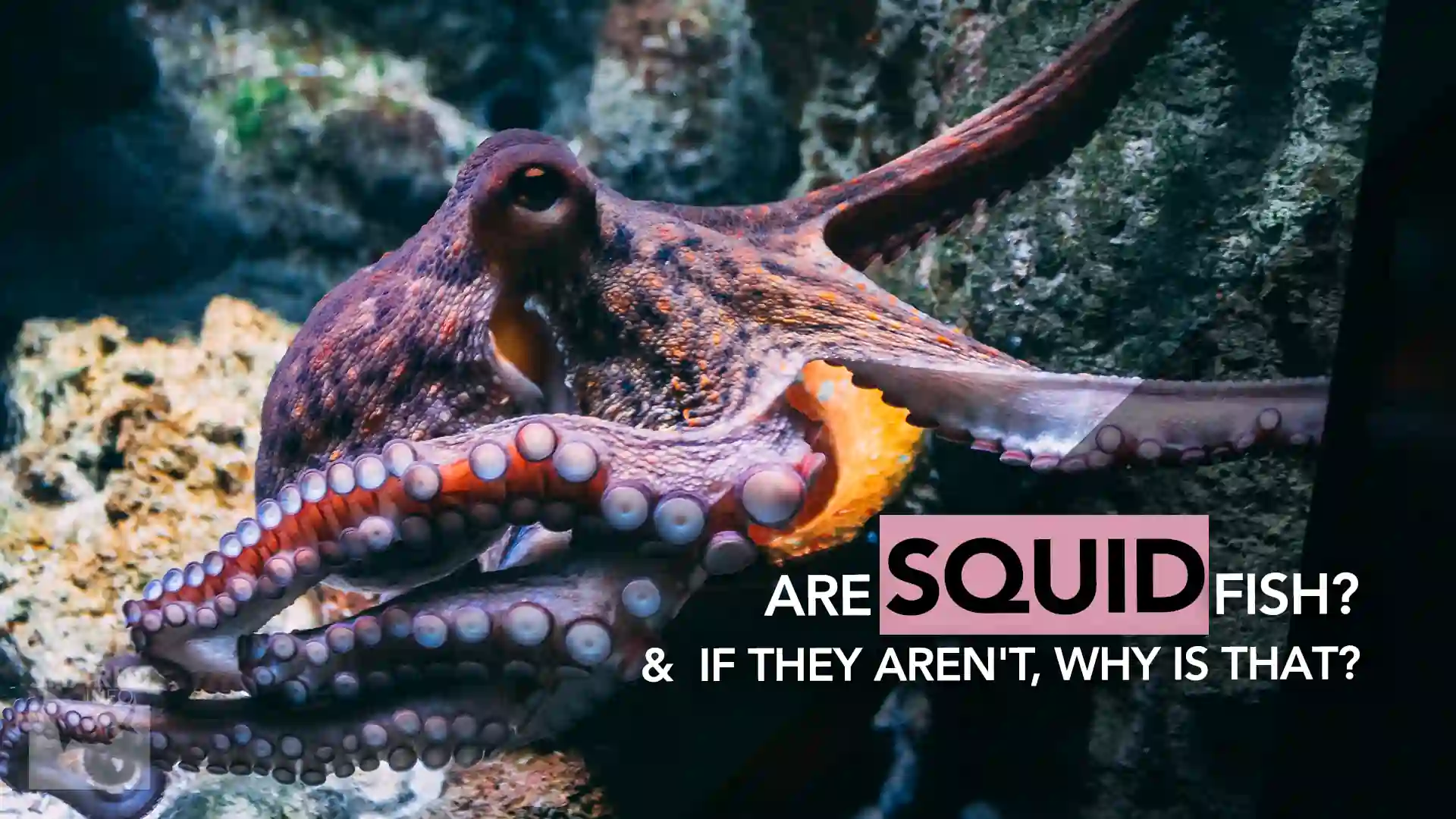 Are Squid Fish? And if They Aren't, Why is That? - sharksinfo.com