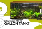 How Many Fish in 5 Gallon Tank