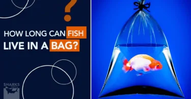 How Long can Fish Live in a Bag