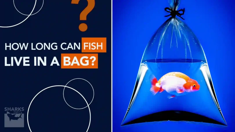 How Long can Fish Live in a Bag