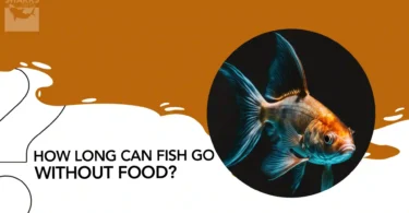 How Long can Fish go Without Food