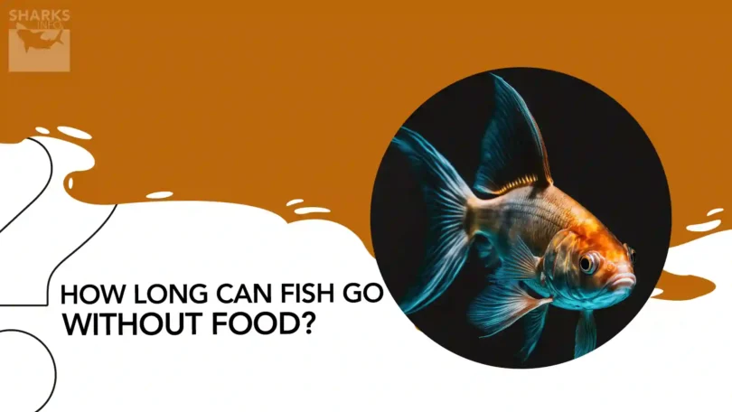 How Long can Fish go Without Food