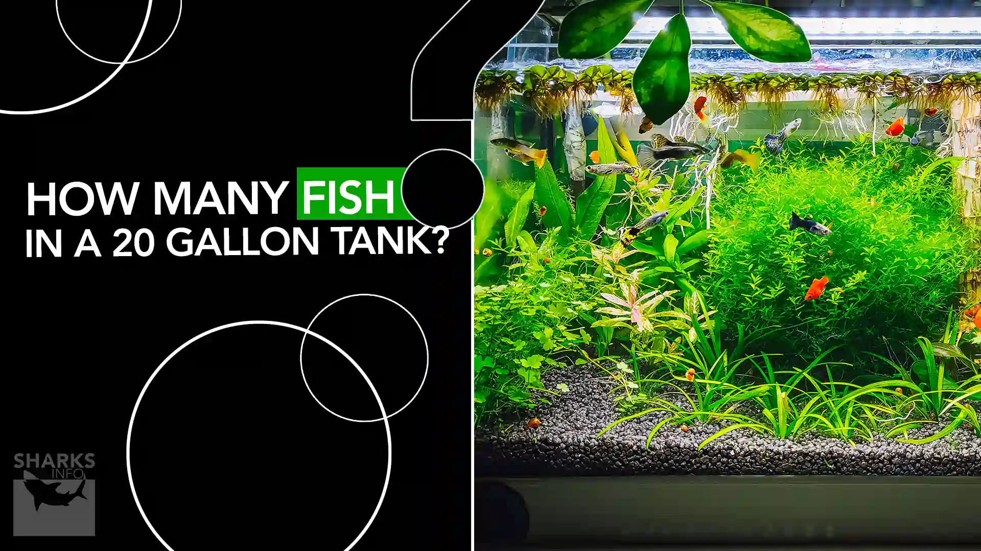 How Many Fish in a 20 Gallon Tank