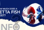 How Much Does a Betta Fish Cost