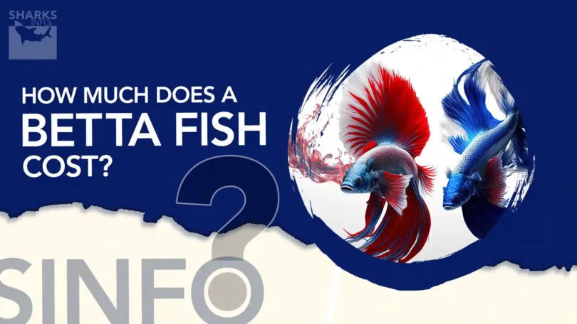 How Much Does a Betta Fish Cost