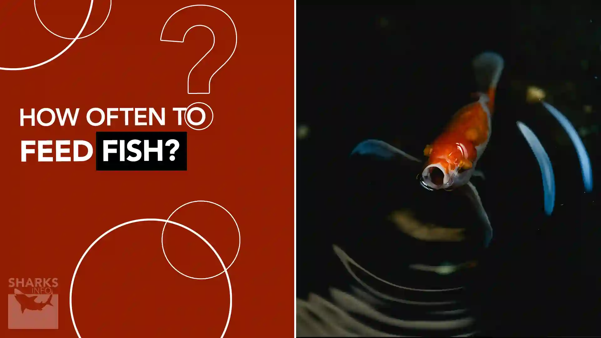 how-often-to-feed-fish-sharksinfo