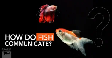 How do Fish Communicate