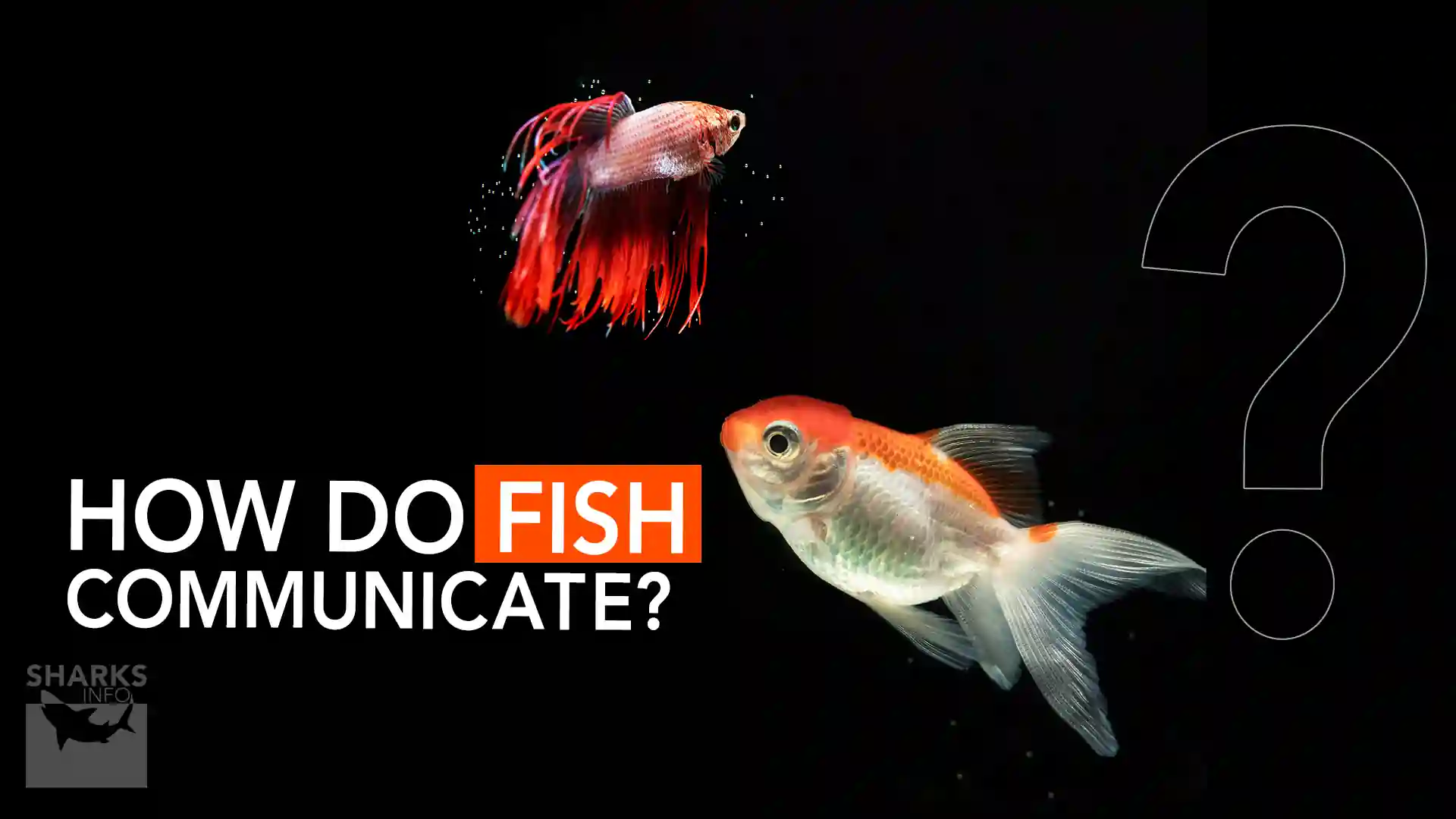 How do Fish Communicate?