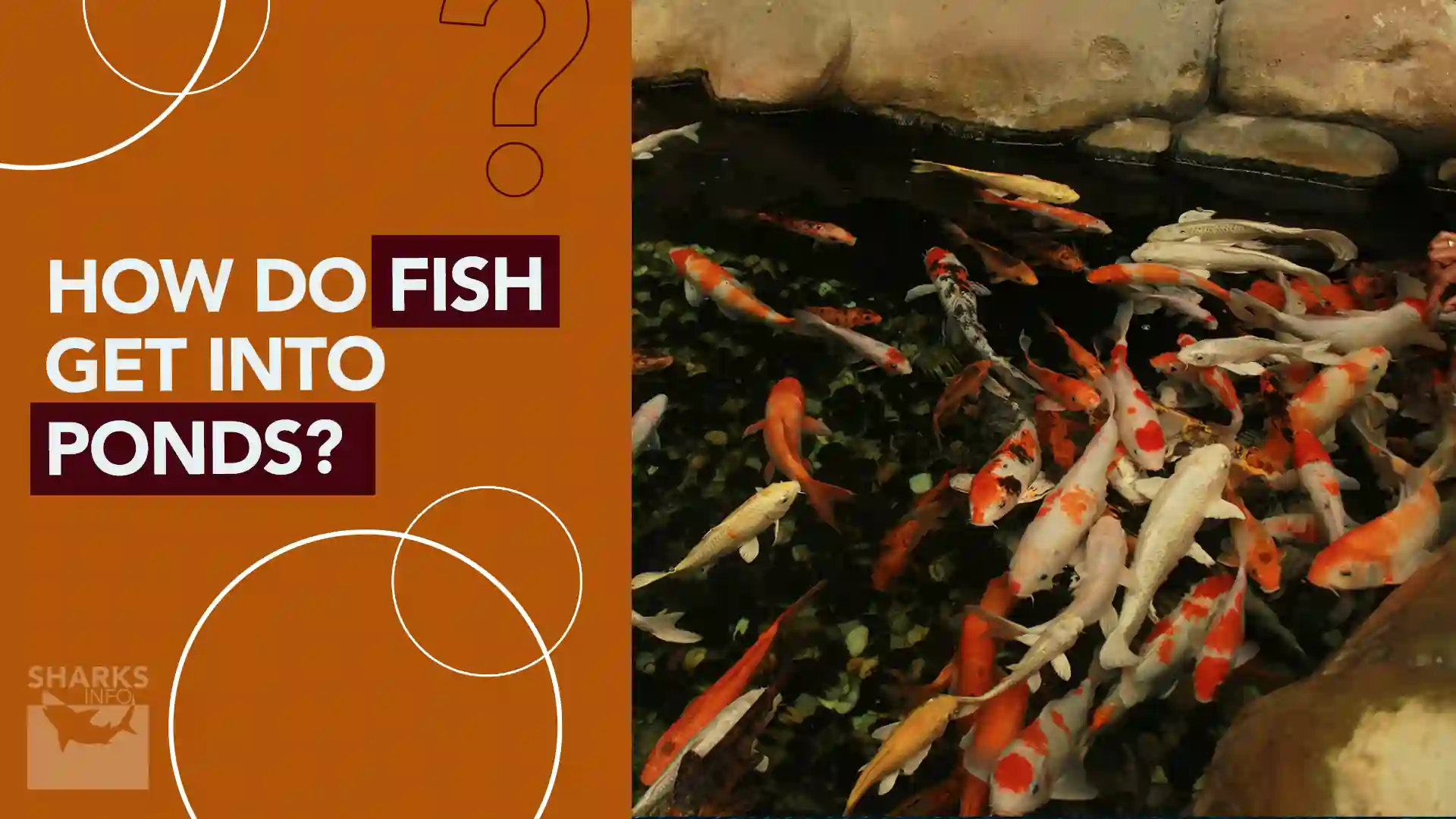 How do Fish Get Into Ponds