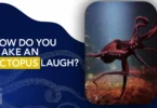 How do you Make an Octopus Laugh