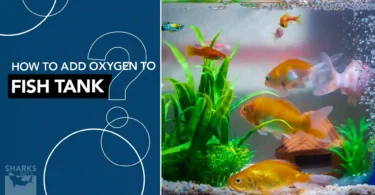 How to Add Oxygen to Fish Tank