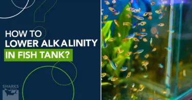 How to Lower Alkalinity in Fish Tank