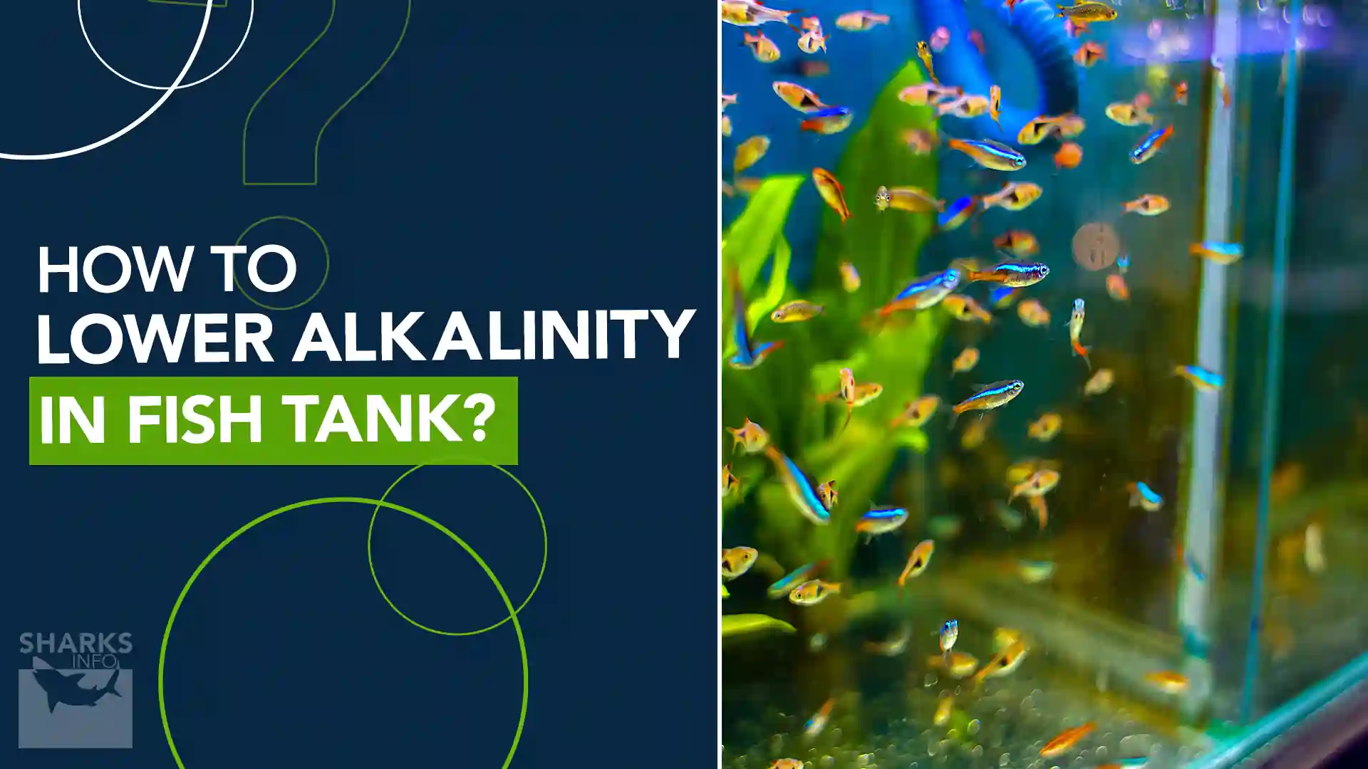 How to Lower Alkalinity in Fish Tank - sharksinfo.com