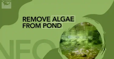 How to Remove Algae From Pond Without Harming Fish