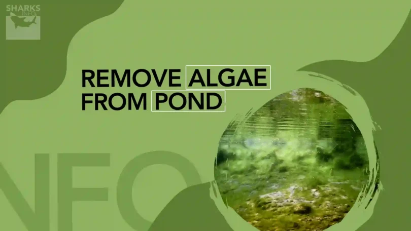 How to Remove Algae From Pond Without Harming Fish