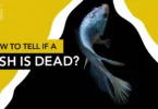How to Tell if a Fish is Dead