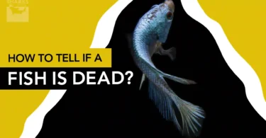 How to Tell if a Fish is Dead
