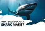 What Sound Does a Shark Make