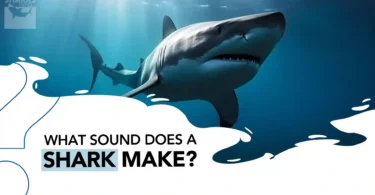 What Sound Does a Shark Make