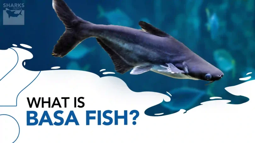 What is Basa Fish