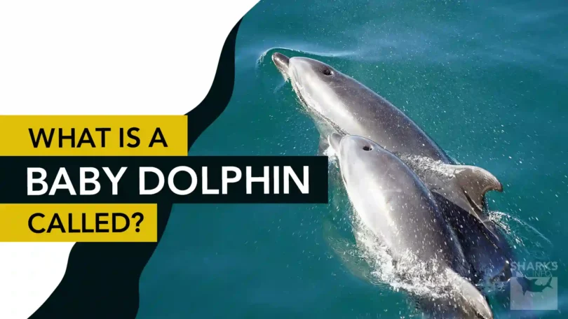 What is a Baby Dolphin Called