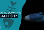 What to do With a Dead Fish