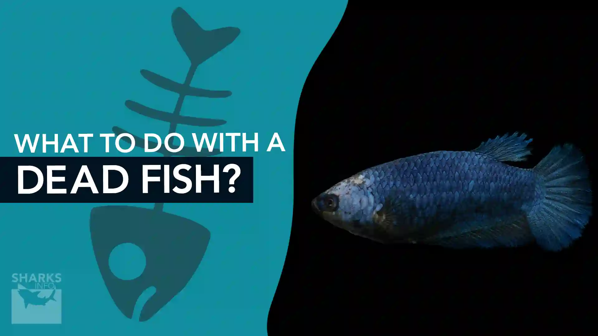 what-to-do-with-a-dead-fish-sharksinfo