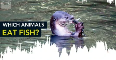 Which Animals Eat Fish