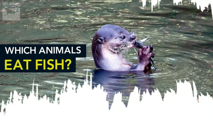 Which Animals Eat Fish