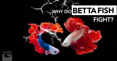 Why do Betta Fish Fight