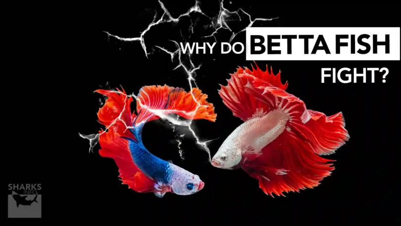 Why do Betta Fish Fight