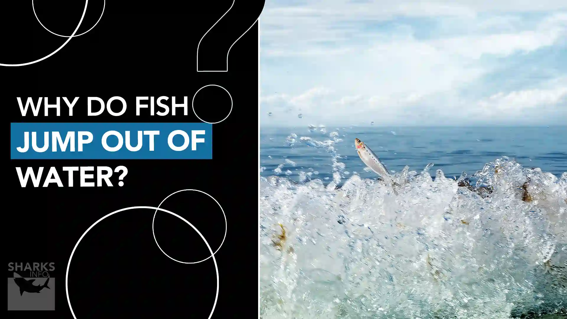 Why do Fish Jump Out of Water