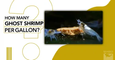 how many ghost shrimp per gallon