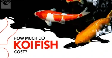 how much do koi fish cost