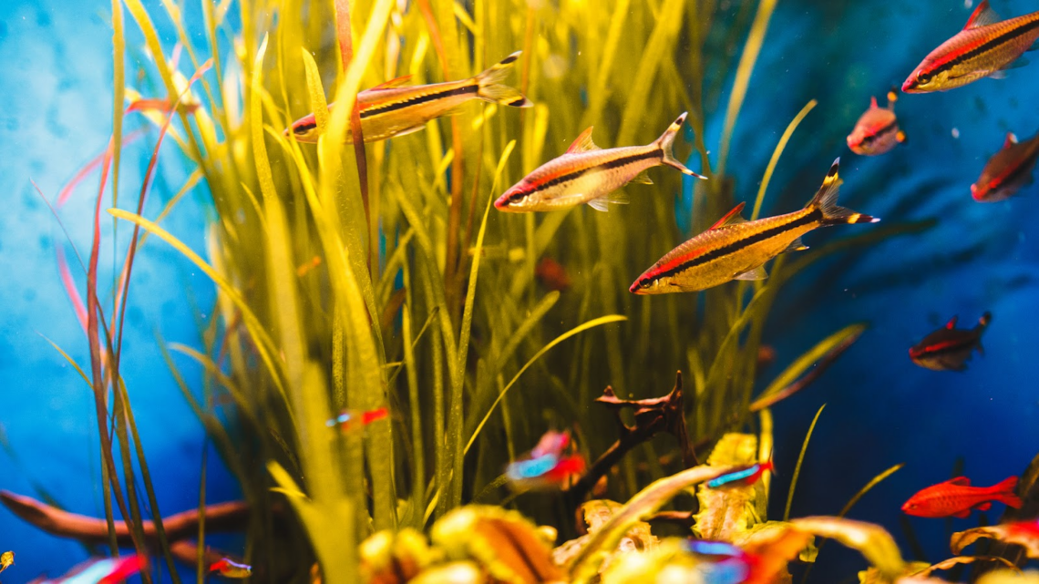 How to Lower Alkalinity in Fish Tank