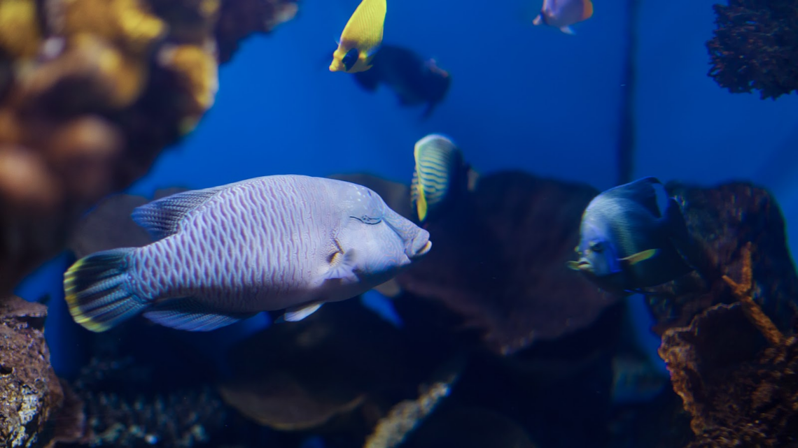 How Many Fish in a 20 Gallon Tank