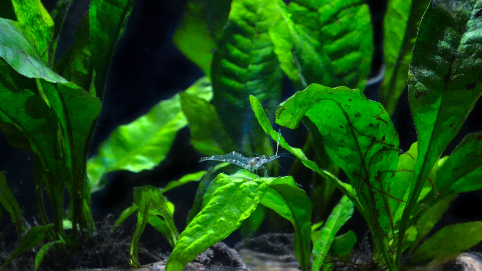 How Many Ghost Shrimp Per Gallon? – sharksinfo.com