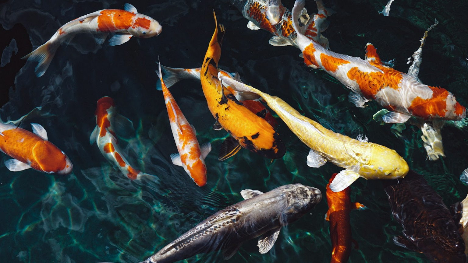 How Much Do Koi Fish Cost