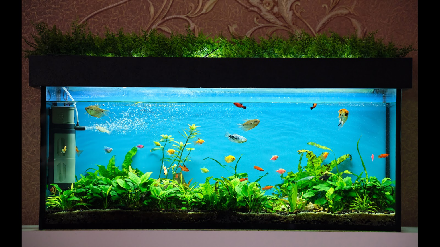 Why Does my Fish Tank Smell