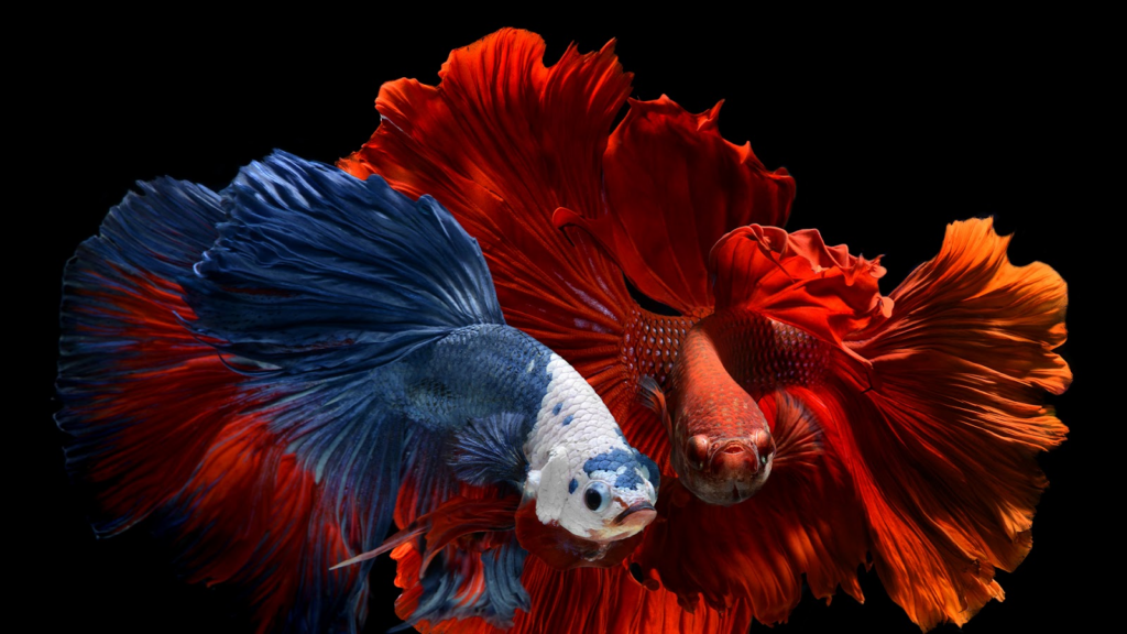 How Long can Betta Fish go Without Food