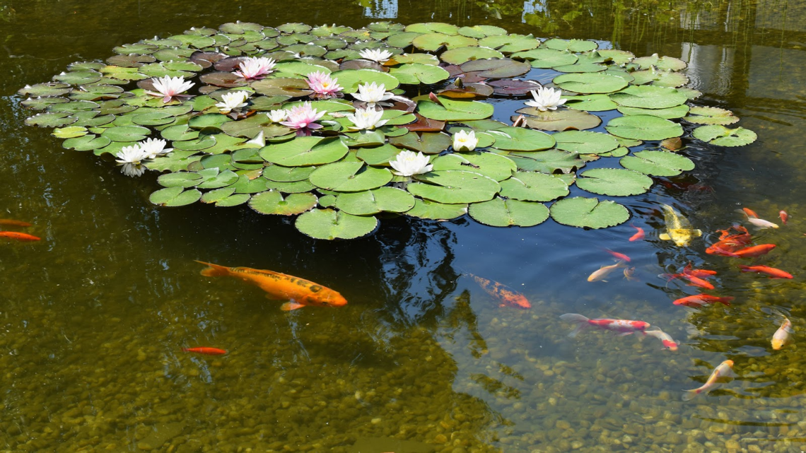 How to Remove Algae From Pond Without Harming Fish