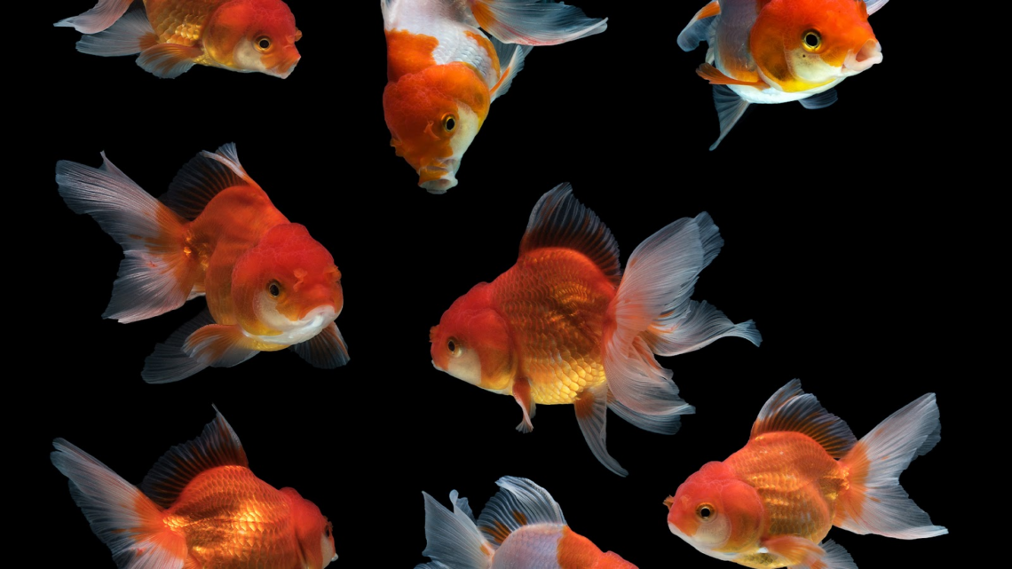 how-long-can-fish-go-without-food-sharksinfo