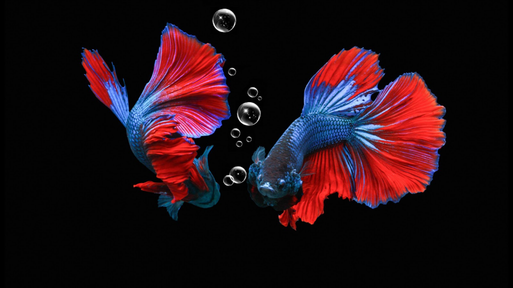 Betta Fish