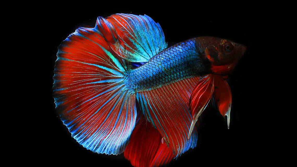 How Much Does a Betta Fish Cost