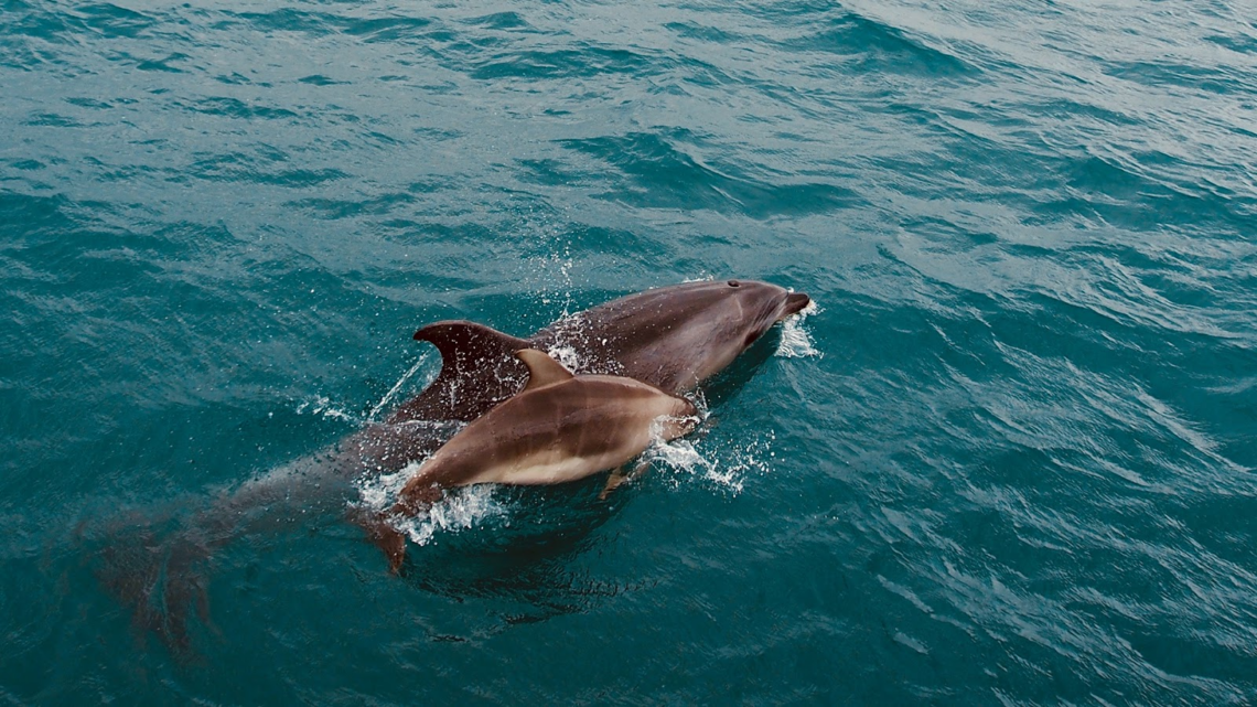 What is a Baby Dolphin Called