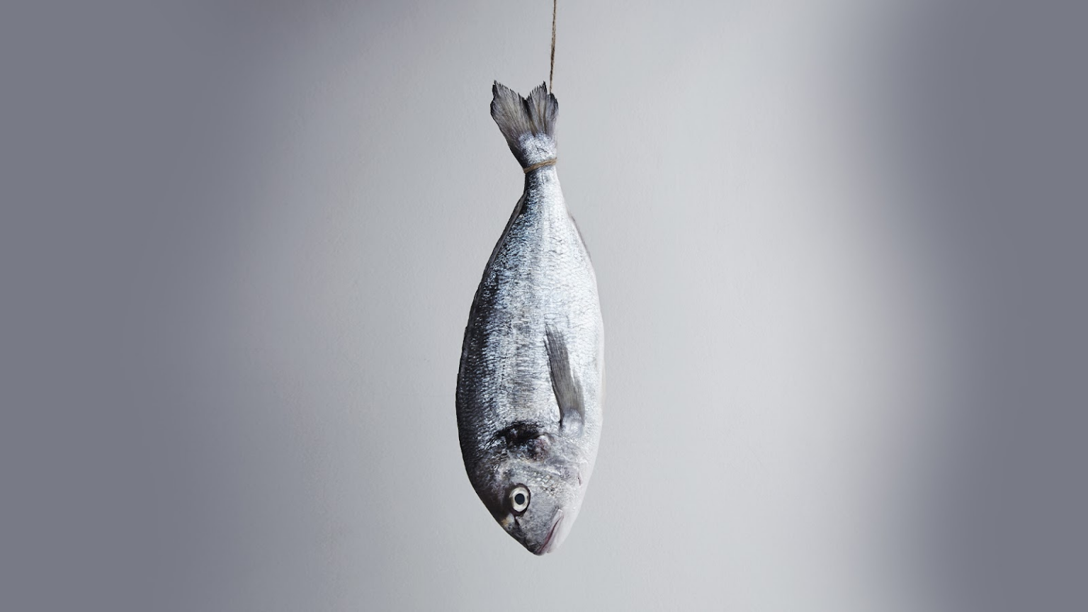 What to do With a Dead Fish?