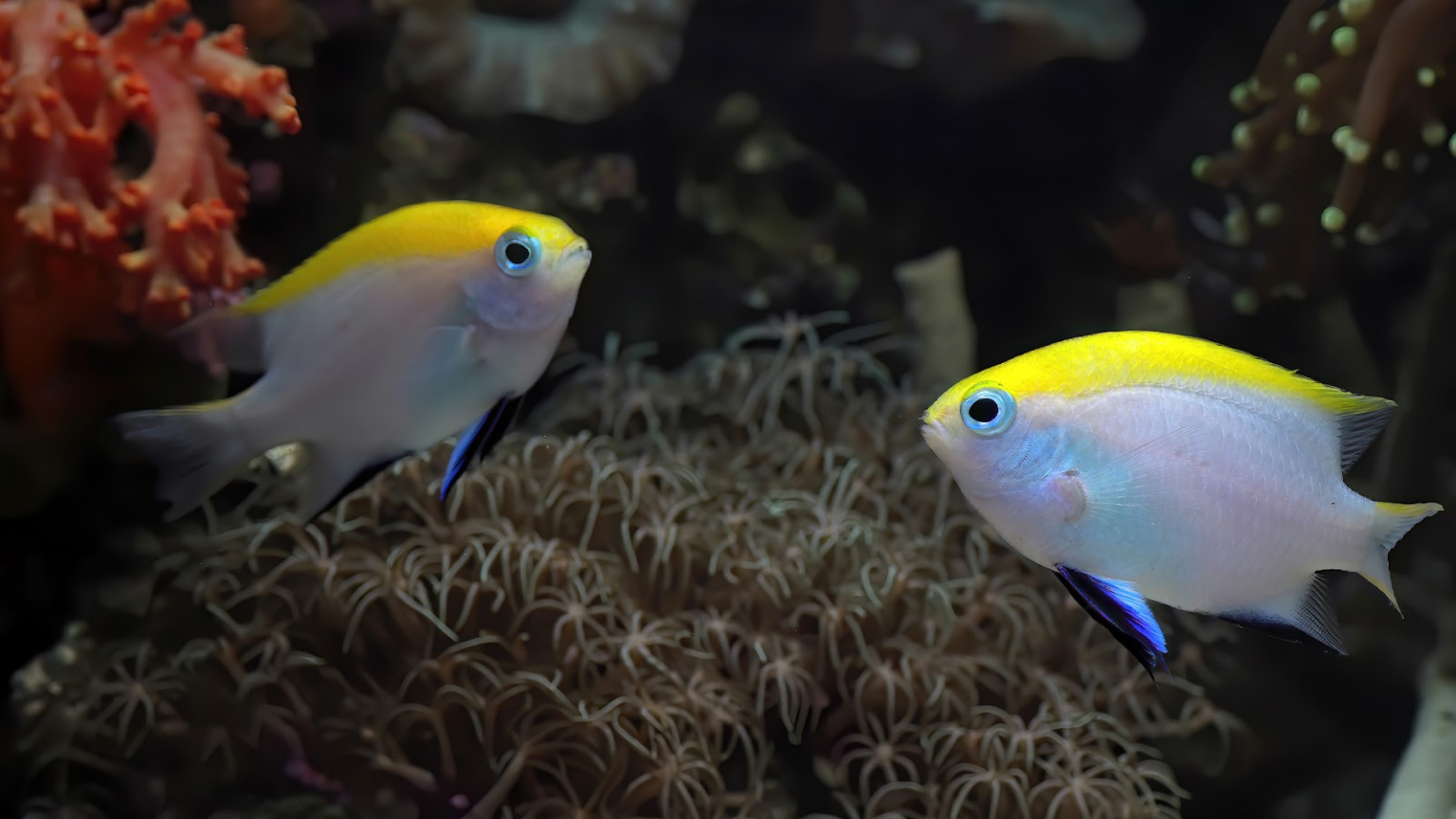 How do Fish Communicate?