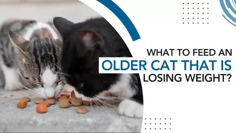 what to feed an older cat that is losing weight