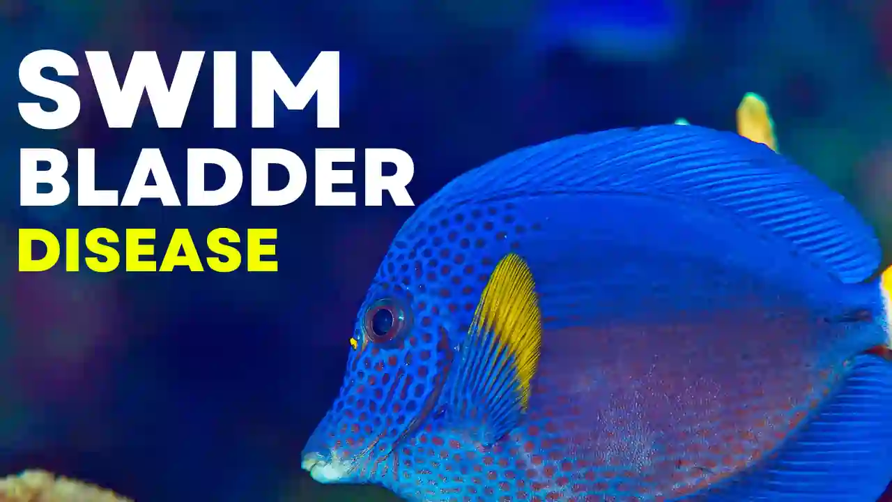 How Long can a Fish Live With Swim Bladder Disease?